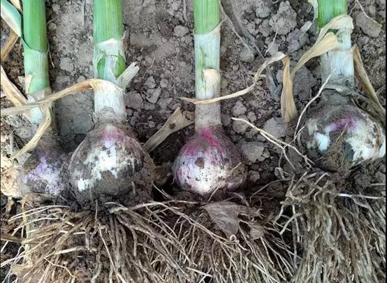 1526289927841083.jpg 8.jpg